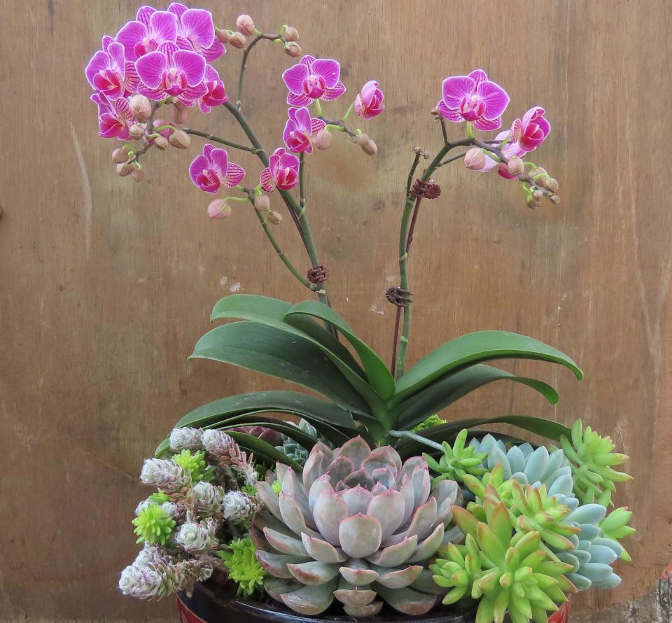 高市勞工花市114年「金蛇納福」迎春花展 1月19日開幕式贈限量長壽花