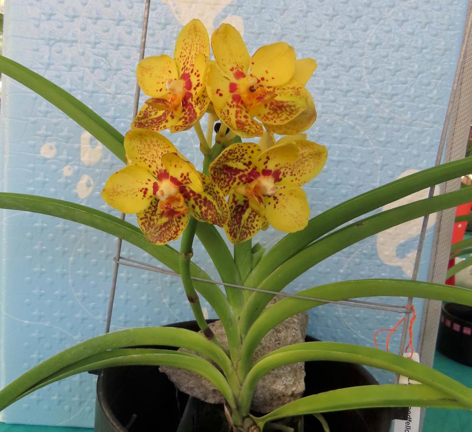 高市勞工花市114年「金蛇納福」迎春花展 1月19日開幕式贈限量長壽花
