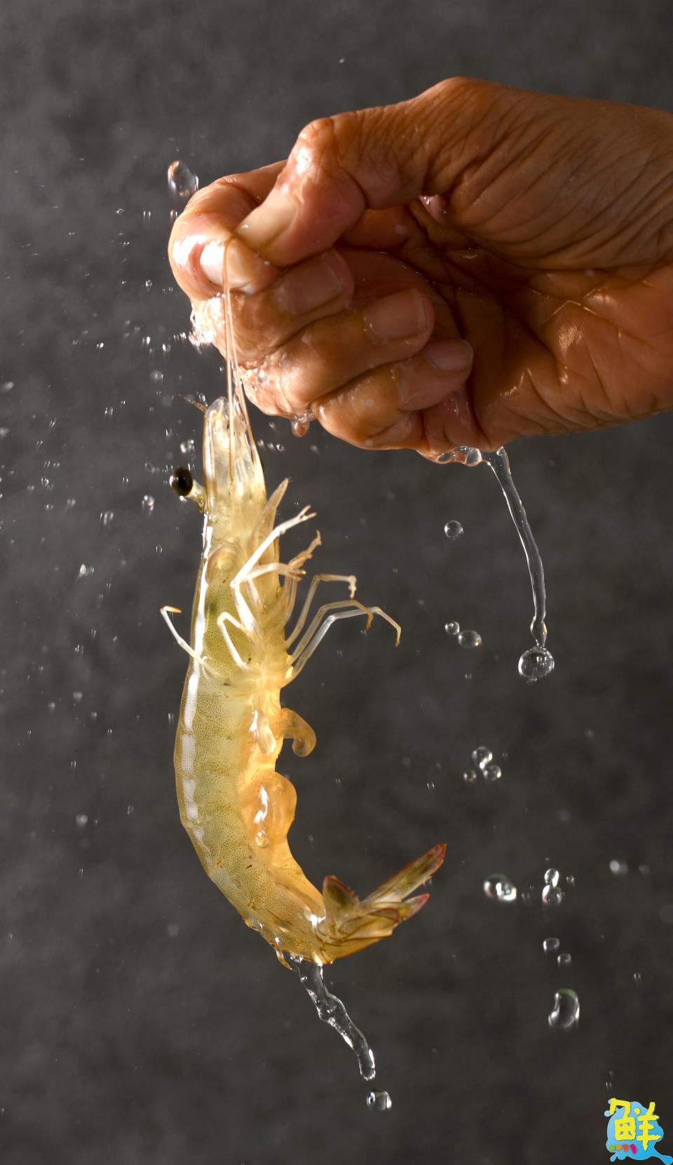 高雄之光！台灣冠軍鍋在左營 饌鍋物勇奪鮮乳火鍋大賽金獎