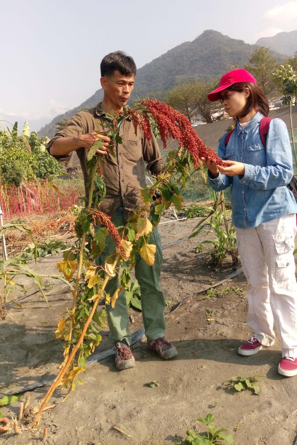 中山大學生科系劉世慧團隊首採國際通用編碼系統 建立特有種作物紅藜生長代碼