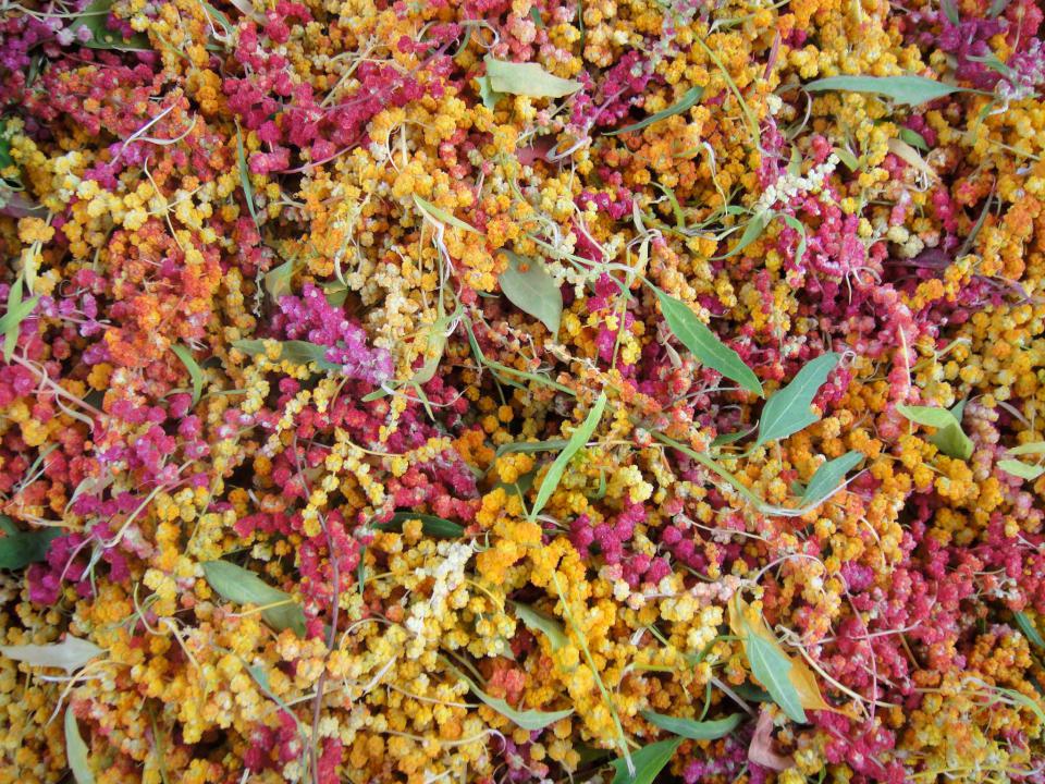 中山大學生科系劉世慧團隊首採國際通用編碼系統 建立特有種作物紅藜生長代碼