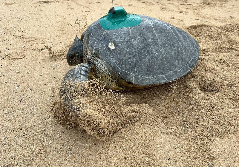 海保署等3單位裝設衛星發報器 追蹤屏縣琉球鄉海龜睽違2年洄游產卵