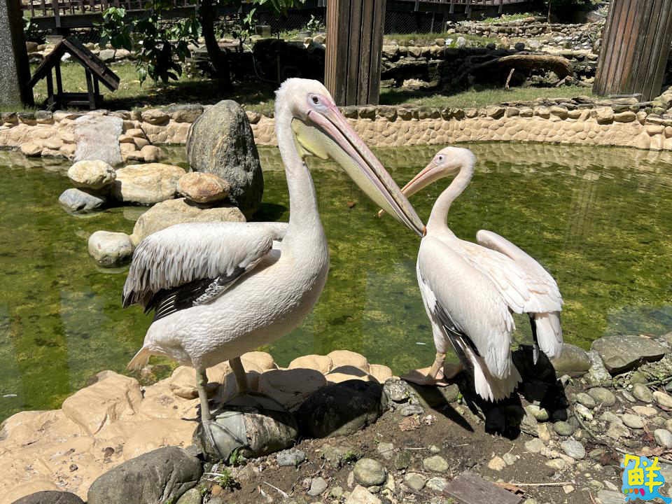 壽山動物園喜迎「新」朋友 提升園區生態多樣性