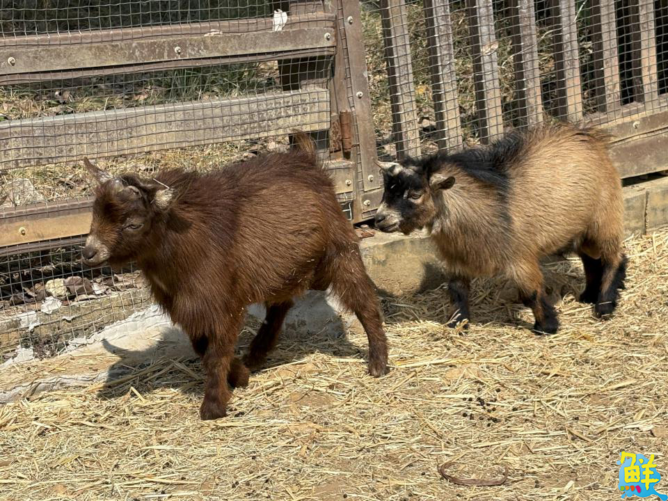 壽山動物園喜迎「新」朋友 提升園區生態多樣性