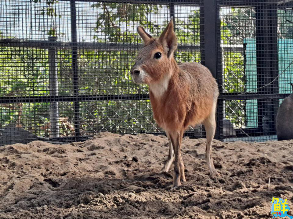 壽山動物園喜迎「新」朋友 提升園區生態多樣性