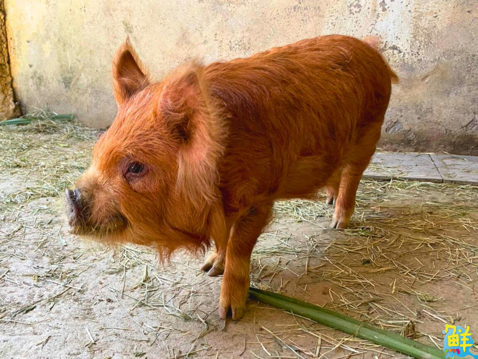 壽山動物園喜迎「新」朋友 提升園區生態多樣性