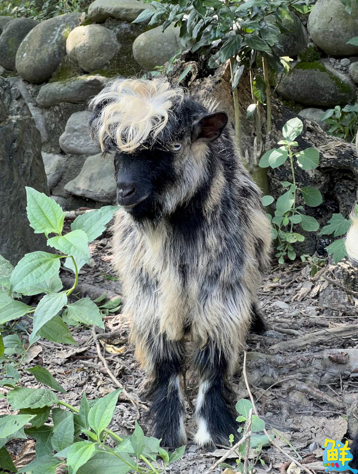 壽山動物園喜迎「新」朋友 提升園區生態多樣性