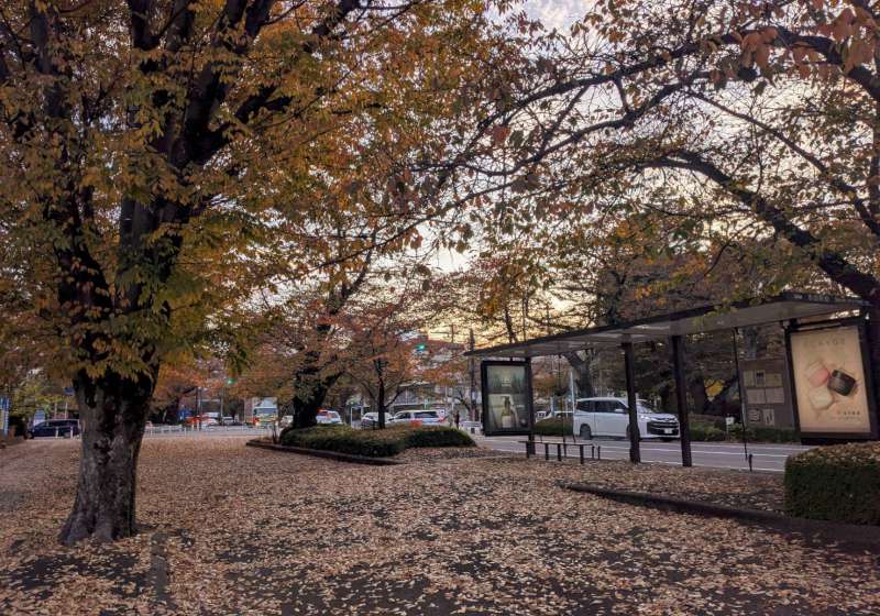 【日本生活旅遊】走在家附近，看到櫻花樹的另一面