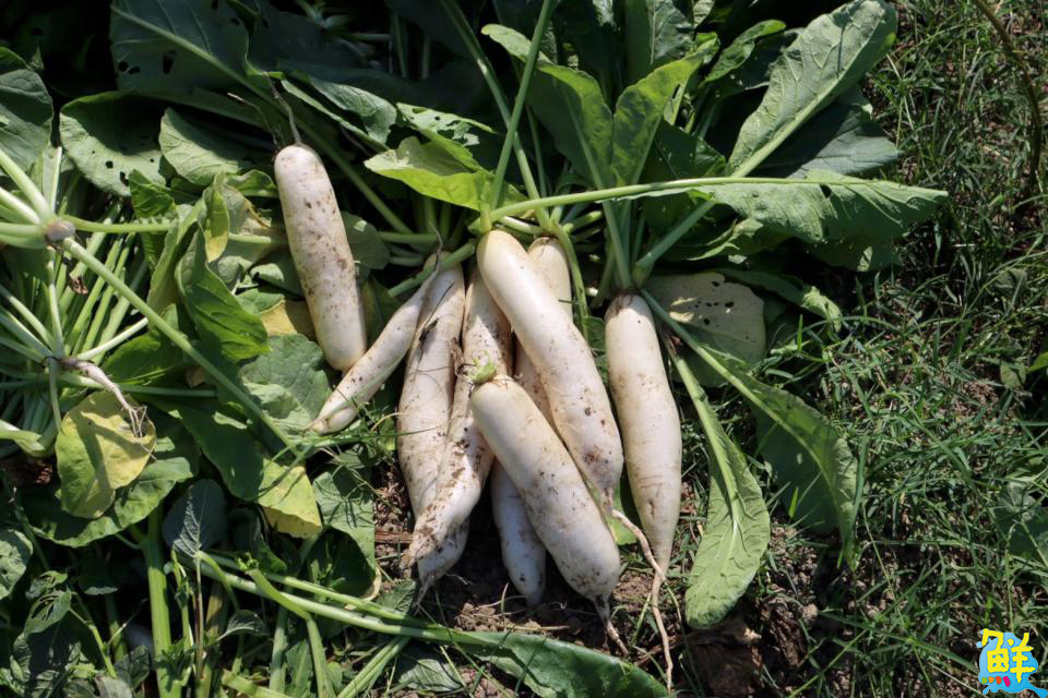 高市府客委會與火焰蟲非營利幼兒園合辦農事體驗活動 帶孩子認識客家飲食與文化