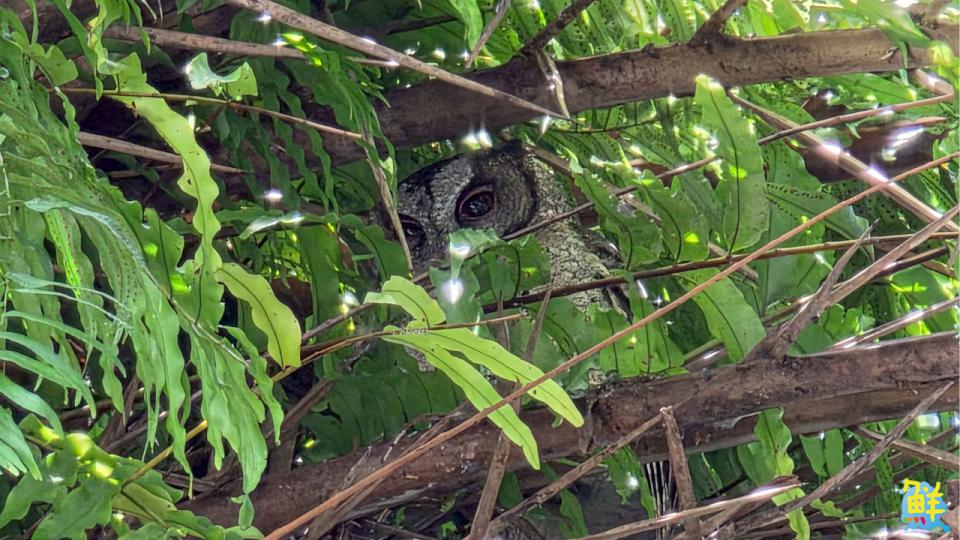 普發放大術!小墾丁渡假村推出春節限定「神馬都好」專案 早鳥優惠登場