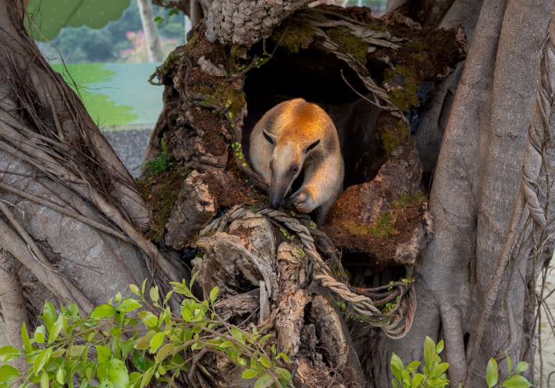 親子出遊好去處！內門「野森動物學校」2月門票開賣  加碼競賽與雙園活動