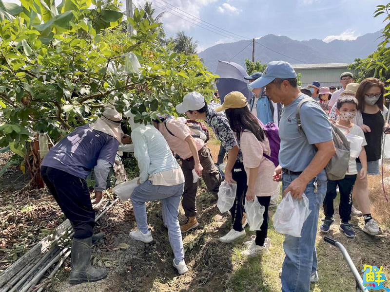 2025客家大地餐桌「右堆秋收食旅」帶民眾體驗客家風土魅力