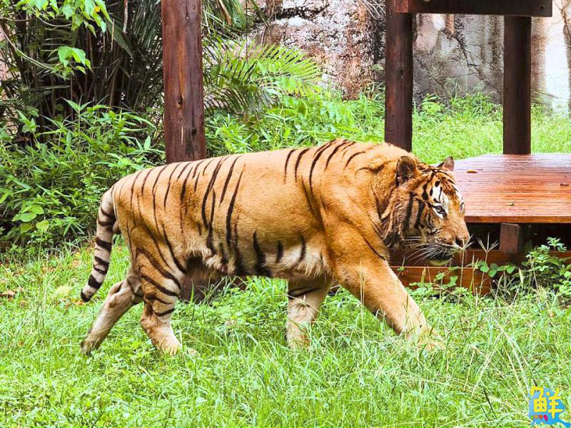 壽山動物園舉辦告示牌設計大賽  同步慶祝「光室咖啡」兩週年