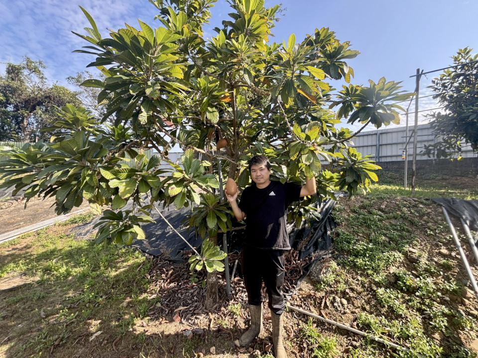 高市大樹區青農陳信宏試種新興果樹 量產上市謝農會助運銷推廣 