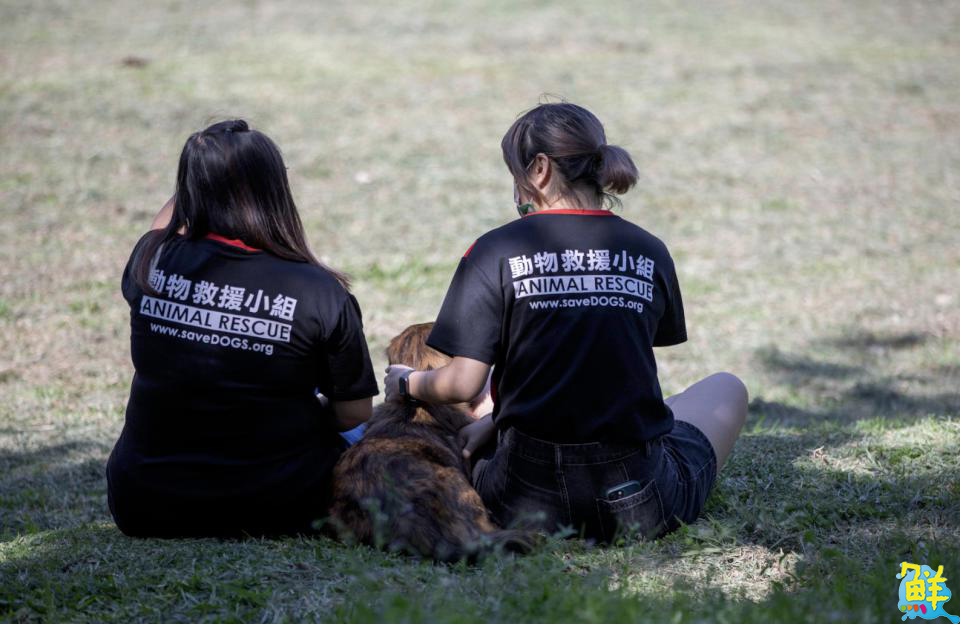 全台首創！歌仔戲跨界動保　《藝起集愛、浪愛無限》明年登場