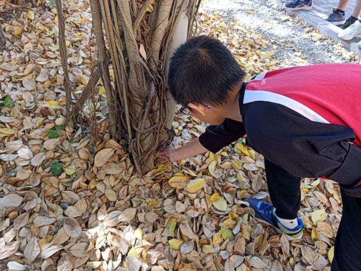 高市阿蓮區中路國小創校103週年運動會 首棵列受保護百年榕樹同步揭牌