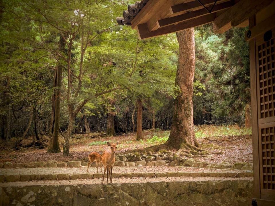 【日本生活旅遊】石階上的小鹿—奈良公園