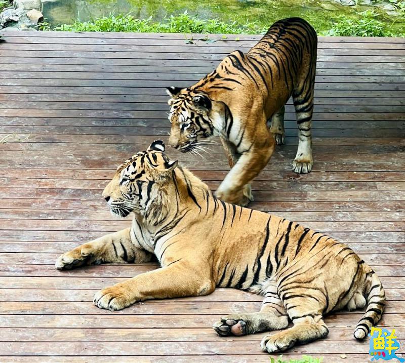 竇智孔跨界代言   壽山動物園「老虎棲架計畫」獲企業響應