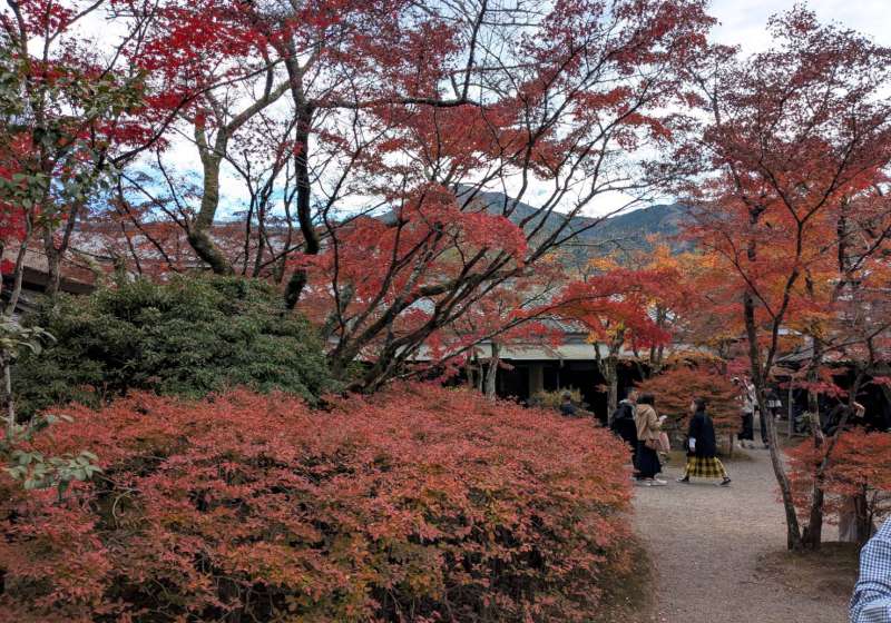【日本生活旅遊】意外的相遇，意外的紅葉小旅行--由布院、大分
