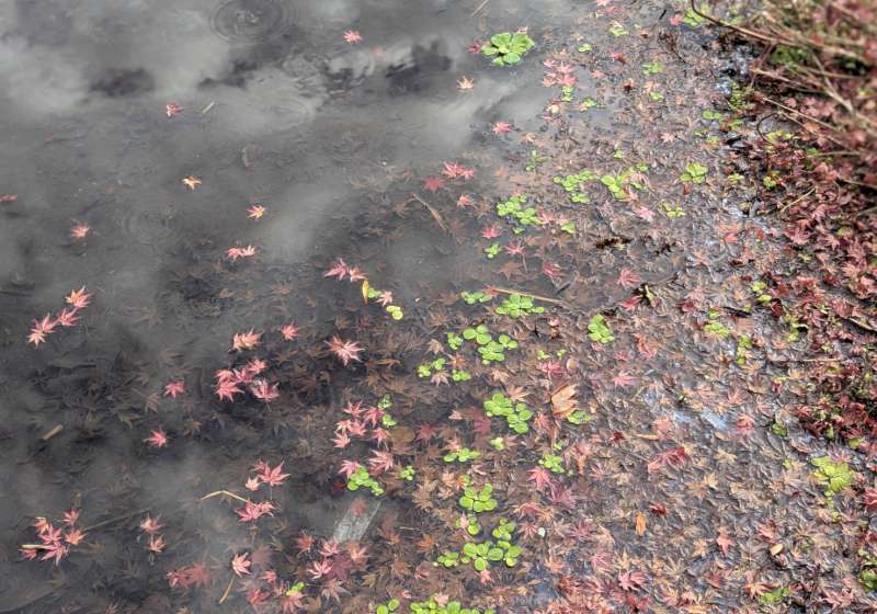 【日本生活旅遊】意外的相遇，意外的紅葉小旅行--由布院、大分